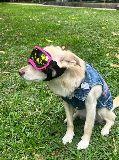 lentes de perro