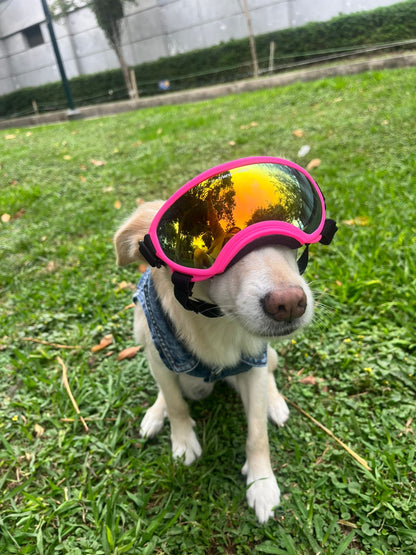 lentes de perro