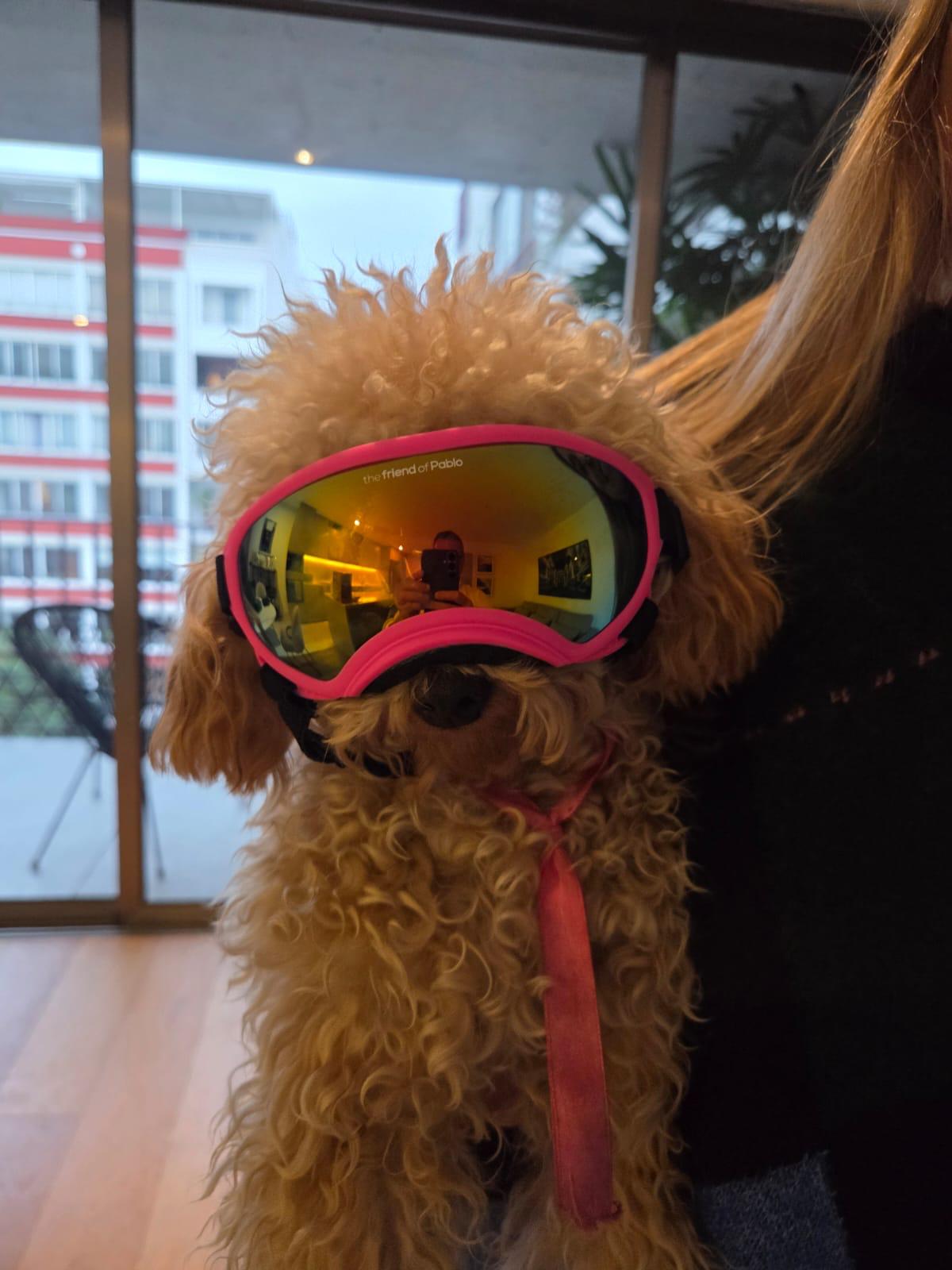 lentes de perro